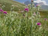genus Carduus. Верхушки растений с соцветиями. Дагестан, Докузпаринский р-н, окр. с. Куруш, дол. р. Чехычай, у небольшого озера в притоке р. Чехычай. 25.07.2026.