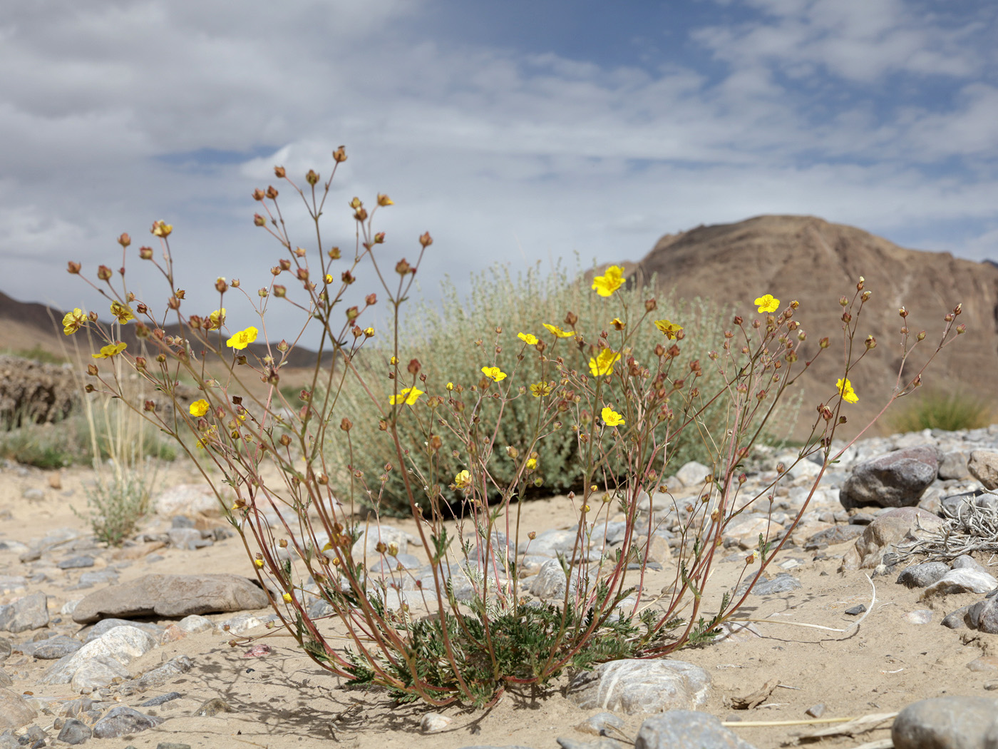 Изображение особи Potentilla virgata.