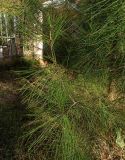 Pinus pityusa. Верхушка ветви. Абхазия, г. Сухум, Ботанический сад, клумба. 13.08.2024.