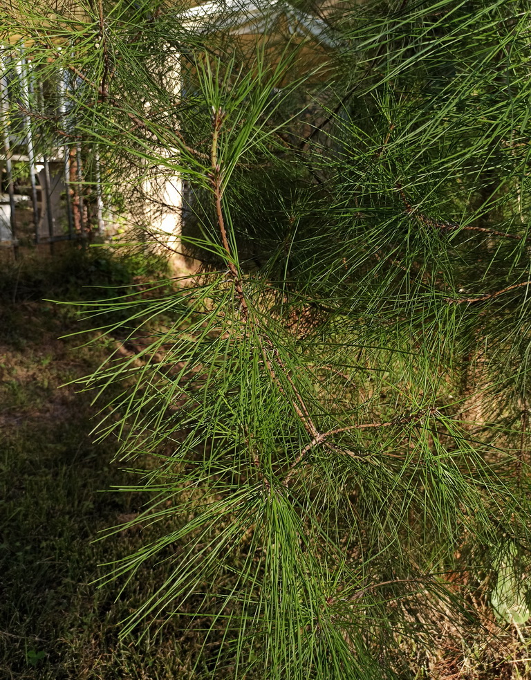 Image of Pinus pityusa specimen.