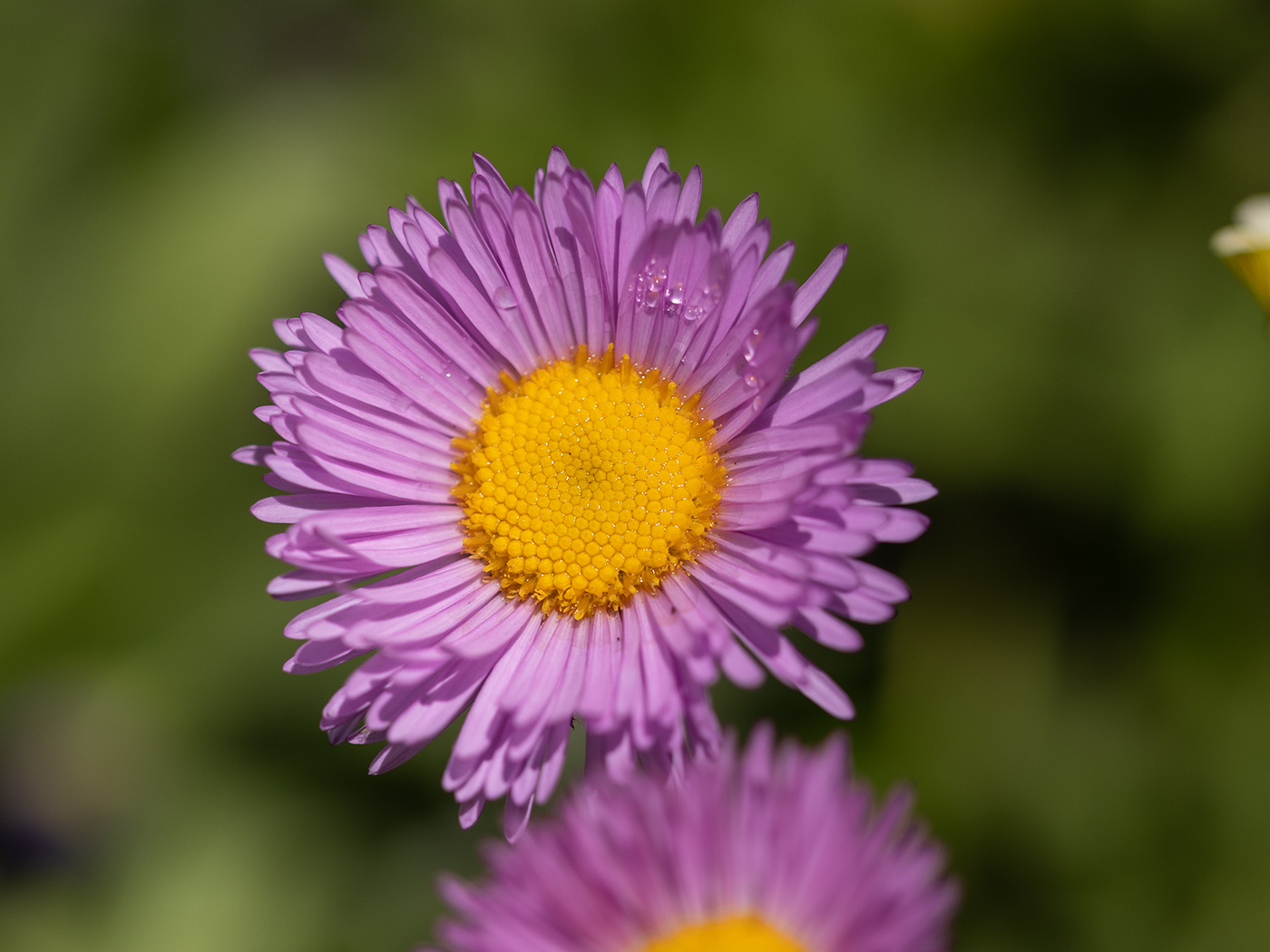 Image of Erigeron venustus specimen.