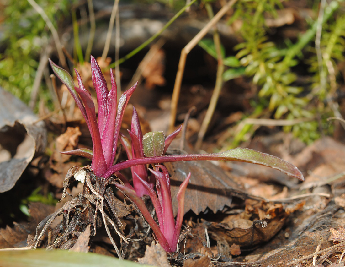 Изображение особи Solidago virgaurea ssp. lapponica.