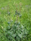 Phlomoides tuberosa