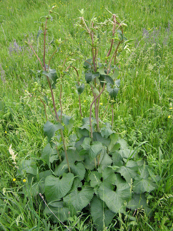 Image of Phlomoides tuberosa specimen.