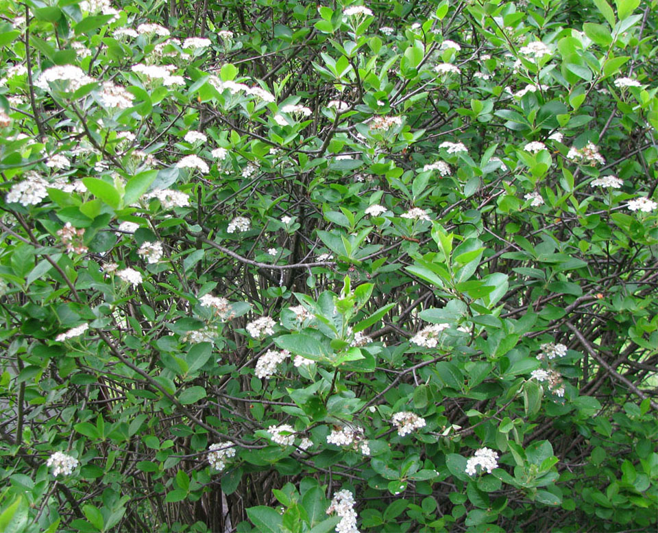 Image of &times; Sorbaronia mitschurinii specimen.