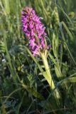 Dactylorhiza incarnata