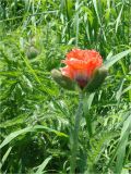 Papaver setiferum