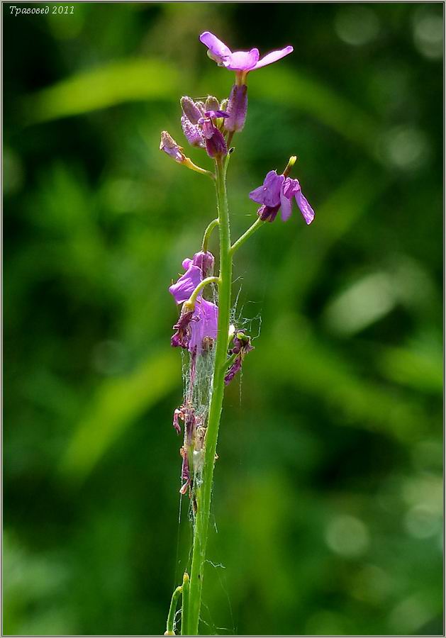 Image of Hesperis matronalis specimen.