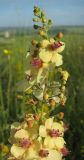 Verbascum × ignescens. Верхушка соцветия. Татарстан, Бавлинский р-н. 08.07.2011.