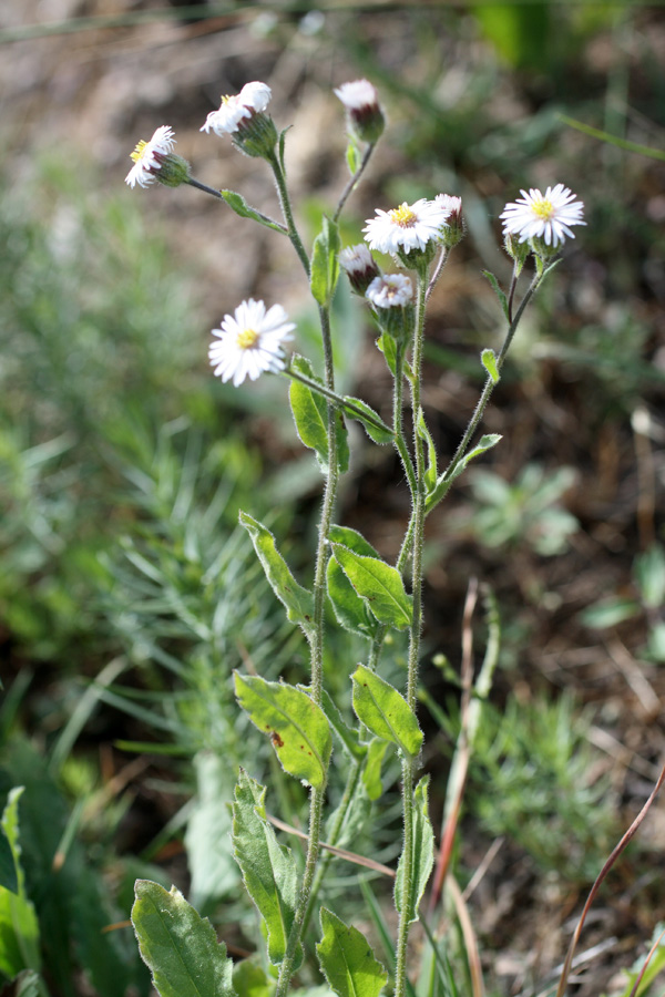 Image of Erigeron pseuderigeron specimen.