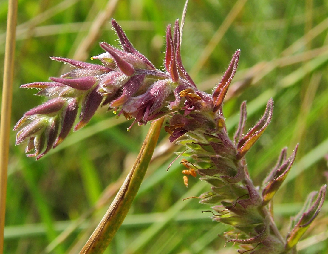 Изображение особи Odontites vulgaris.