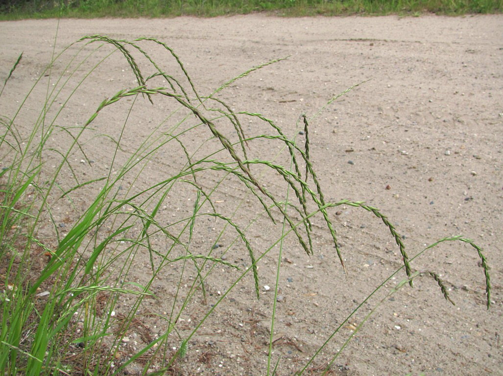 Изображение особи Elymus fibrosus.