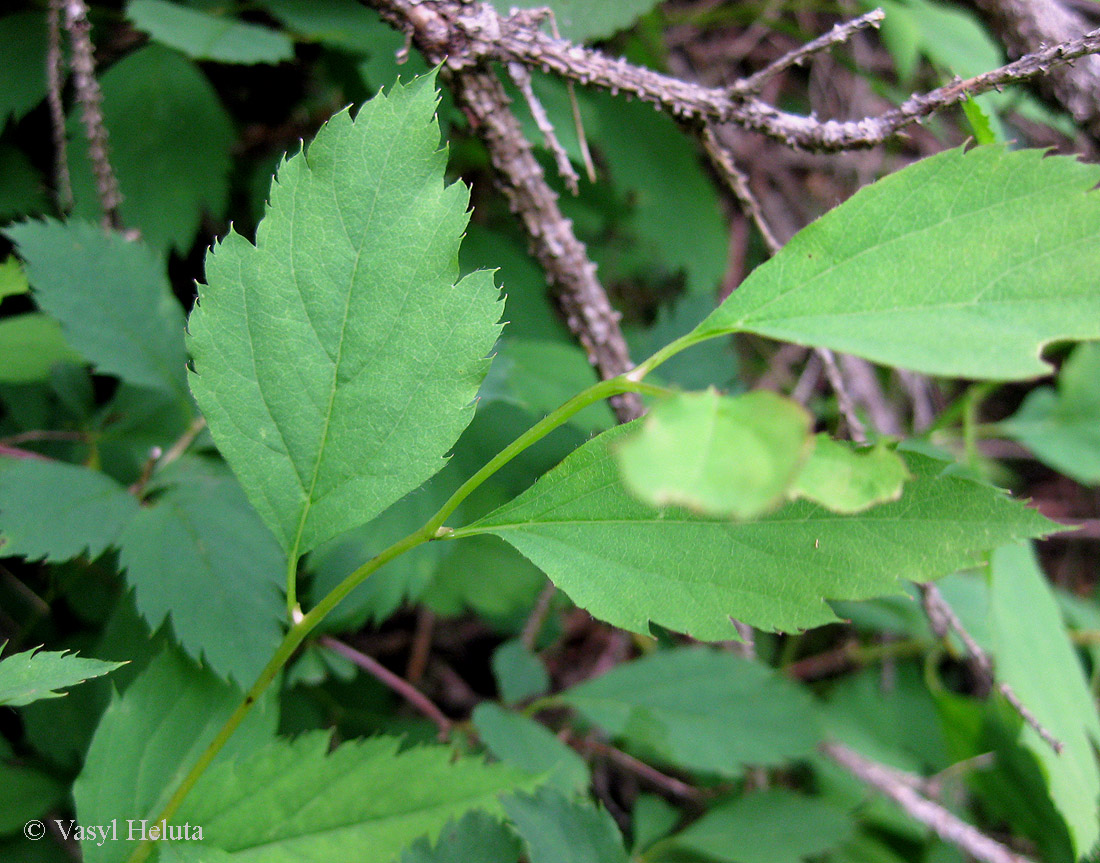 Изображение особи Spiraea chamaedryfolia.