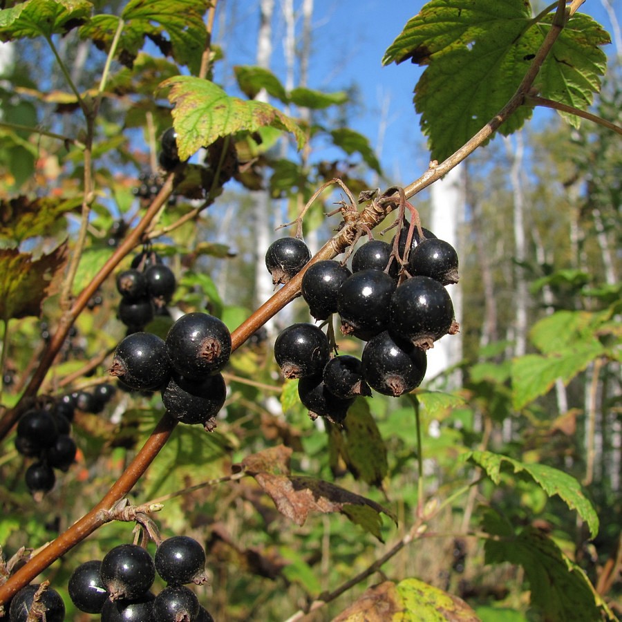 Изображение особи Ribes nigrum.