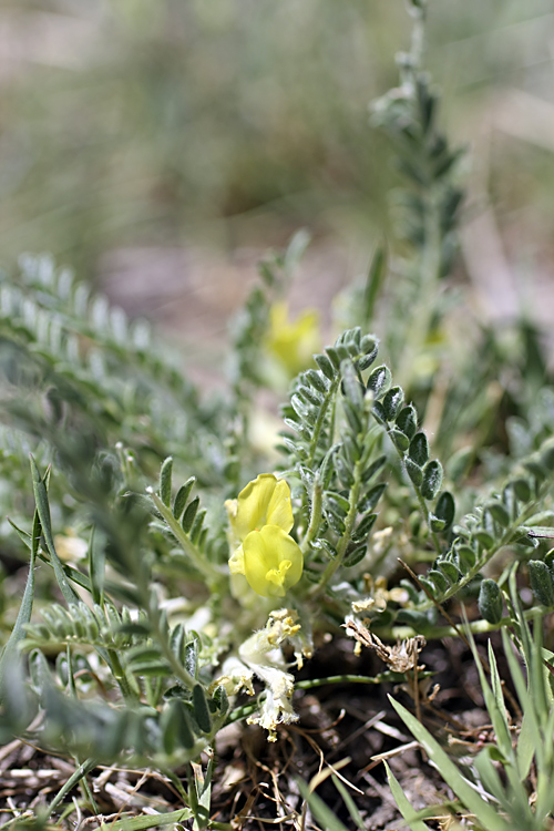 Изображение особи род Astragalus.