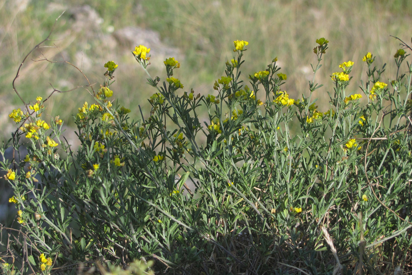 Изображение особи Medicago rupestris.