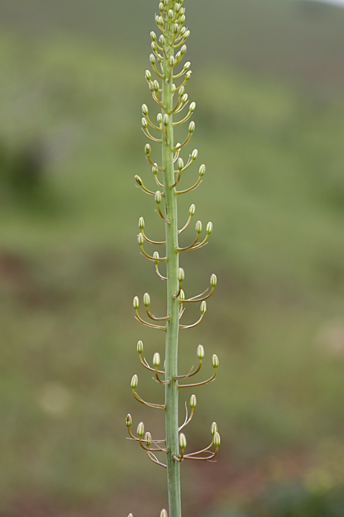 Изображение особи род Eremurus.