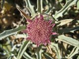 Atractylis carduus. Соцветие. Израиль, Шарон, г. Герцлия, высокий берег Средиземного моря. 27.04.2008.