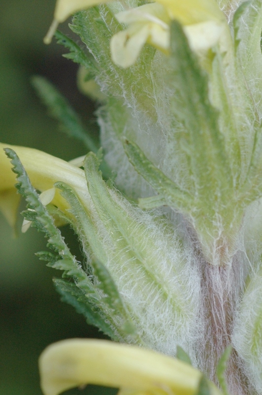 Изображение особи Pedicularis talassica.