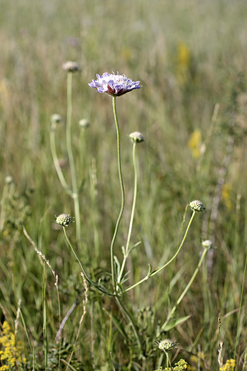 Image of Lomelosia songarica specimen.