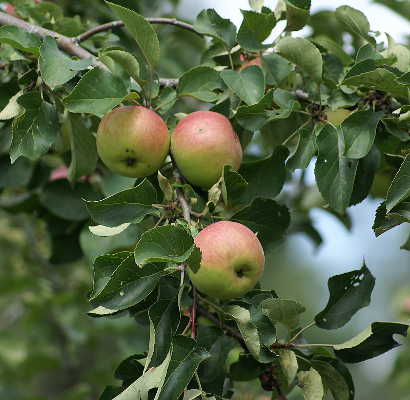 Изображение особи Malus domestica.