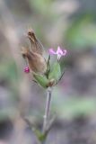Pleconax conica