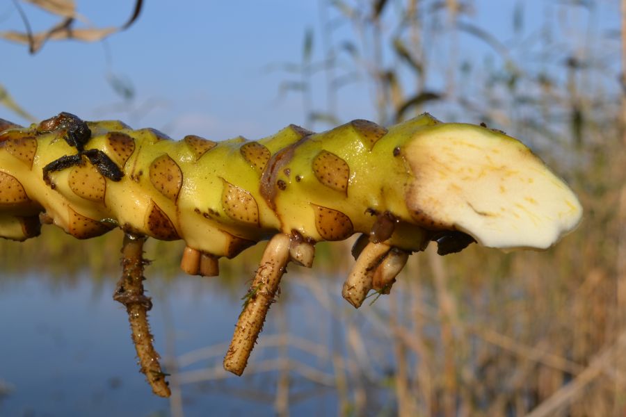 Изображение особи Nuphar lutea.