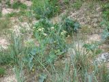 Crambe maritima