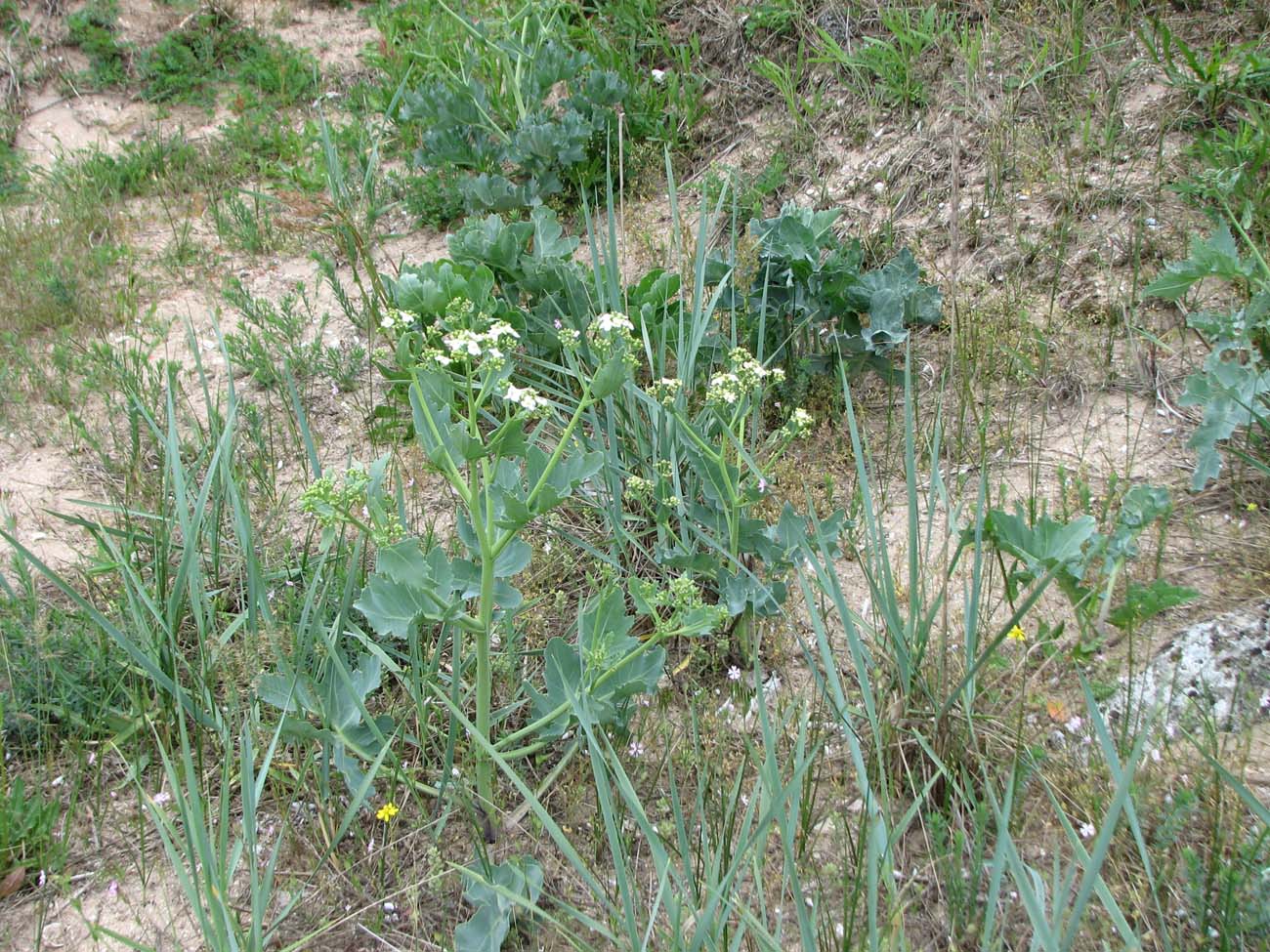 Изображение особи Crambe maritima.