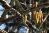 Corylus avellana