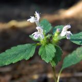 Galeopsis bifida. Верхушка цветущего растения. Смоленская обл., Смоленский р-н, окр. пос. Каспля, еловые посадки. 25.08.2011.