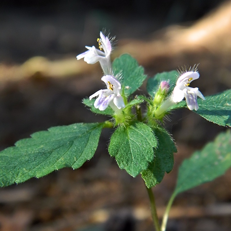 Изображение особи Galeopsis bifida.