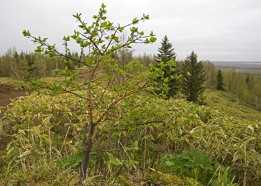 Image of Euonymus sachalinensis specimen.