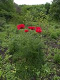 Papaver bracteatum