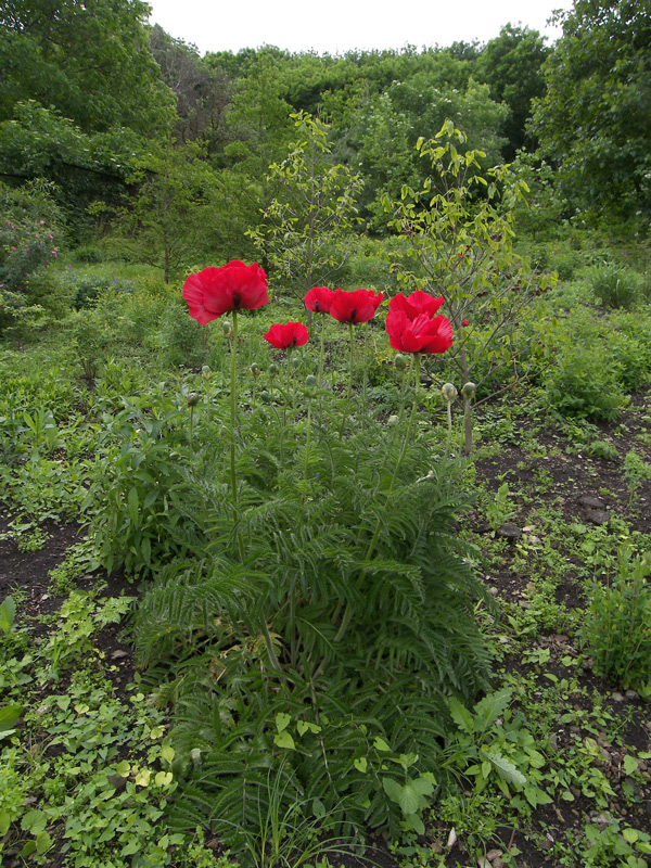 Image of Papaver bracteatum specimen.