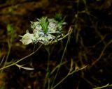 Nigella arvensis. Верхняя часть побега с цветком. Израиль, Шарон, г. Герцлия, травостой на песчаном субстрате. 11.06.2010.
