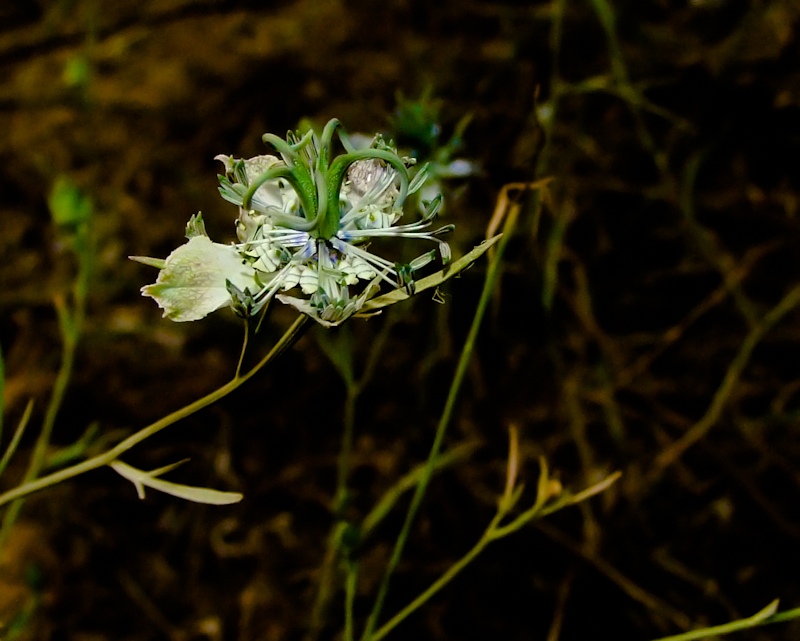 Image of Nigella arvensis specimen.