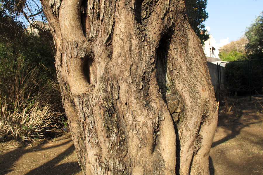 Image of Olea europaea specimen.