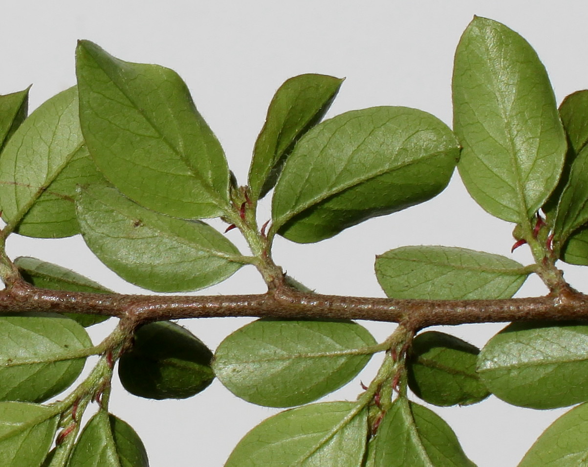 Image of Cotoneaster divaricatus specimen.