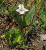 Viola accrescens