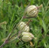 Melandrium latifolium