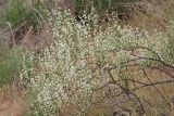 Calligonum aphyllum