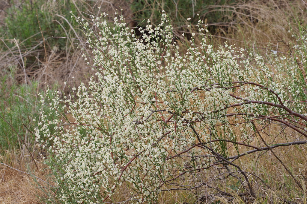 Image of Calligonum aphyllum specimen.