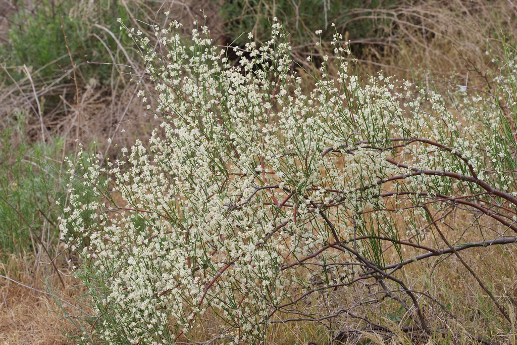 Изображение особи Calligonum aphyllum.