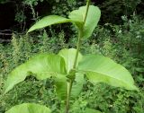 Inula helenium. Часть стебля с листьями. Курская обл., Железногорский р-н, с. Гнань. 24 июля 2007 г.