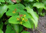 Hypericum androsaemum. Верхушка побега с бутонами. Южный берег Крыма, Никитский ботанический сад. 7 мая 2012 г.