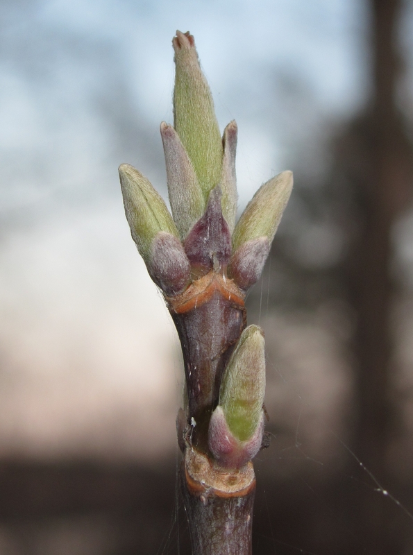 Image of Acer negundo specimen.