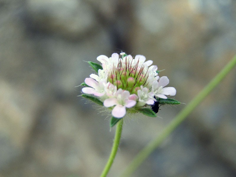 Image of Lomelosia micrantha specimen.