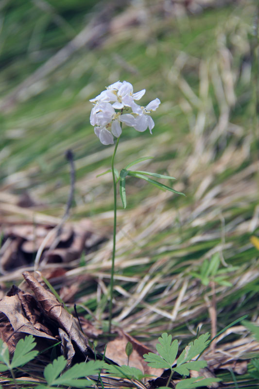 Image of Cardamine trifida specimen.