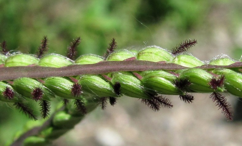 Изображение особи Paspalum dilatatum.